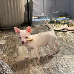 Romeo - White male Chihuahua puppy in Summerfield, Florida from Uey’s Chihuahuas