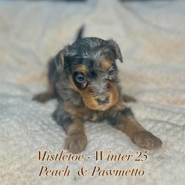 Mistletoe - Merle female Bernedoodle puppy in Alabama from Peach & Pawmetto Doodles