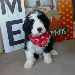 Adamite - Tri-color male Bernedoodle puppy in Mesa, Arizona from Cookies and Cream Doodles