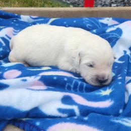 Logan - Light golden male Golden Retriever puppy in Hastings, Michigan from Teresa Stevens