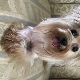 Picco - Yorkshire Terrier