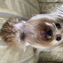 Picco - Yorkshire Terrier