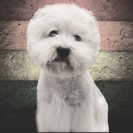 Scotty - West Highland White Terrier