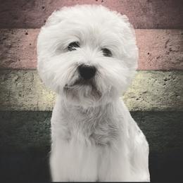 Scotty - West Highland White Terrier