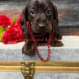 Ruby - Black and tan female Dachshund puppy in Leoma, Tennessee from Southbound Kennel