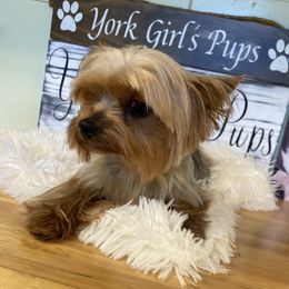 Shuri - Yorkshire Terrier
