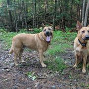 Chinook All Grown Up from Ferncroft Chinooks
