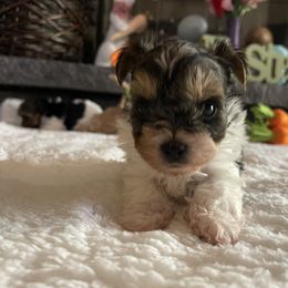 Biewer Terrier Puppies from Southern Star Biewers