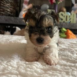 Biewer Terrier Puppies from Southern Star Biewers