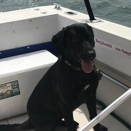 Labrador Retrievers from Sisu Retrievers