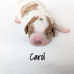 Carol - Blenheim female Cavapoo puppy in Amboy, Indiana from Wag'in Tails