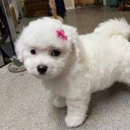 Bichon Frise puppies from Patchwork Bedlington Terriers and Bichon Frise