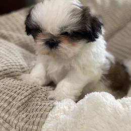 Shih Tzu Puppies from Willow Lane Shih Tzus