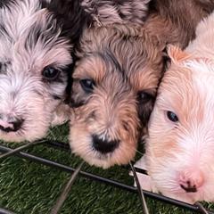 Double Doodles from Desert Double Doods