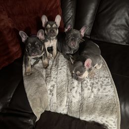 French Bulldog Puppies from Wyatt and co Frenchies