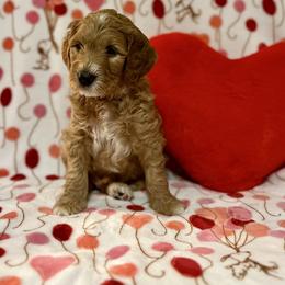 Turk - Apricot male Goldendoodle puppy in Stroudsburg, Pennsylvania from Momma’s Mini Goldendoodles