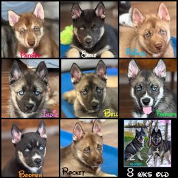 Siberian Husky Puppies from Haven of Free Spirits