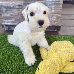 Merlin - Wheaten male Miniature Schnauzer puppy in Canyon Lake, Texas from Chambers Schnauzers