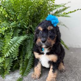 Azalea - Phantom female Bernedoodle puppy in Hegins, Pennsylvania from Bubbling Springs Doodles, LLC