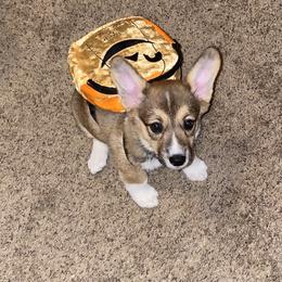 American Corgi and Pembroke Welsh Corgi Puppies from Sarah’s Mystic Kennels