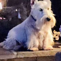 Pippa - Scottish Terrier