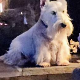 Pippa - Scottish Terrier
