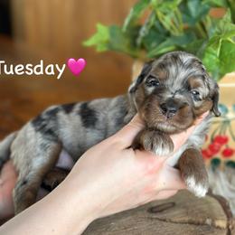 Tuesday - Blue merle female Aussiedoodle puppy in Lancaster, Minnesota from Finney Ranch