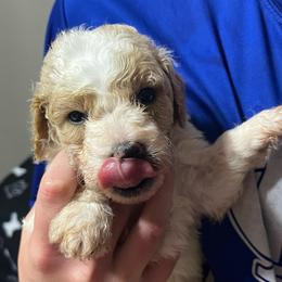 Kit Kat - Parti male Goldendoodle puppy in Baldwin, Georgia from Simmons F1b Goldendoodles