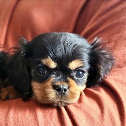 Peanut-B5 - Black and tan male Cavalier King Charles Spaniel puppy in Pennsylvania from Breezy Valley Siberians