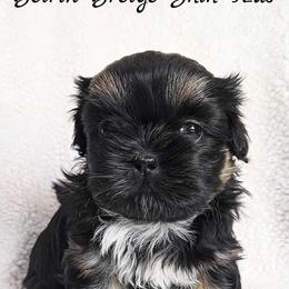 ZURI - Black and tan female Shih Tzu puppy in Las Vegas, Nevada from Beirin Breige Shih Tzus