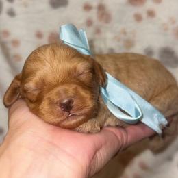 Buddy - Apricot male Cavapoo puppy in Ville Platte, Louisiana from The Barkery