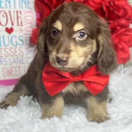 Dachshund Puppies from RRD