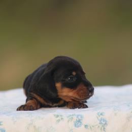 Opalite - Black and tan female Dachshund puppy in Okeechobee, Florida from Far Far Away Dachshunds