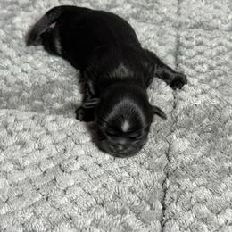 Bennie - Black and white male Shih Tzu puppy in Ocala, Florida from Mimi's Shih-tzus of Ocala