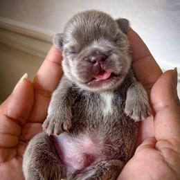 Bruno - Liver male French Bulldog puppy in Porter, Texas from Whatabulldog
