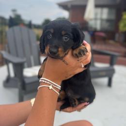 Cash - Black male Dachshund puppy in Nashville, Arkansas from Dixies Dachshunds