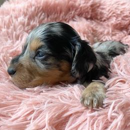 Bailey - Dapple female Dachshund puppy in Trenton, Florida from Tweenie Weenie Dachshunds