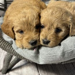 French Bulldog, Goldendoodle, and Golden Retriever Puppies from SoCalFamilyFrenchies, Doodles and more
