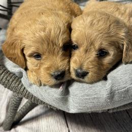 French Bulldog, Goldendoodle, and Golden Retriever Puppies from SoCalFamilyFrenchies, Doodles and more