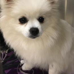 Coconut - Pomeranian