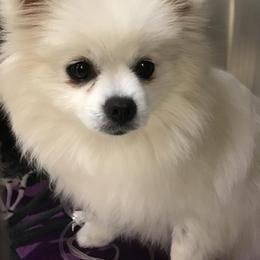 Coconut - Pomeranian
