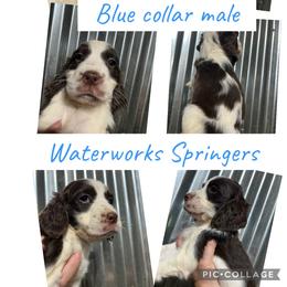 Blue collar - Liver and white male English Springer Spaniel puppy in Jamestown, Kentucky from Waterworks Springers