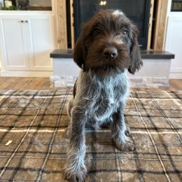 Girl 1 - Brown and gray female Wirehaired Pointing Griffon puppy in Shelley, Idaho from Western Gundogs