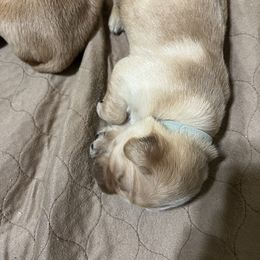 Golden Retriever Puppies from Golden Kiss Retrievers