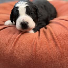 Aurora - Black and white female Bernedoodle puppy in Russellville, Arkansas from Crossgate Doodles