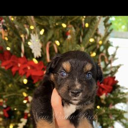 Boy 2 - Black tri male Miniature Australian Shepherd puppy in Brenham, Texas from Stone N Rose Kennels