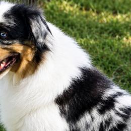 Miniature American Shepherds from Melissa Medina