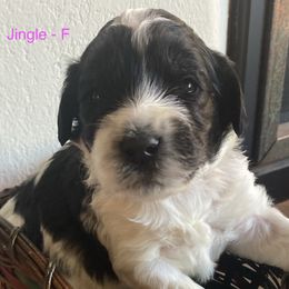 Parti - Black and chalk female Australian Labradoodle puppy in Sedona, Arizona from Red Rock Doodles