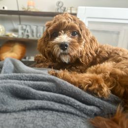 Maizy - Cavapoo