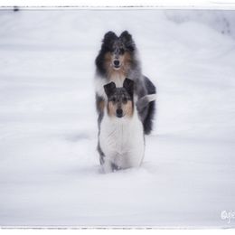 Collie Puppies from Glenelg Collies